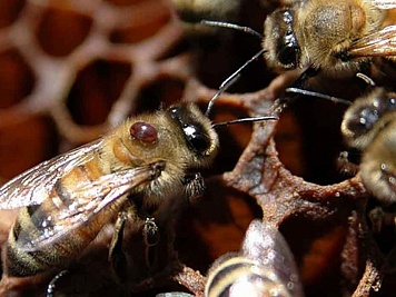 Массовая гибель пчёл может быть связана с мусором