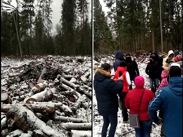 Инспекторы ОК остановили вырубку леса