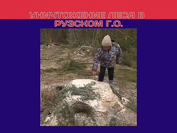 Уничтожение леса в Рузском г.о.